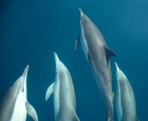 Dolphin Swim Australia - Attractions Brisbane 6