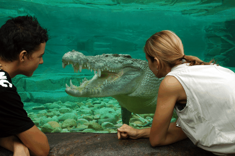 Cairns Wildlife Dome - Attractions Brisbane 1