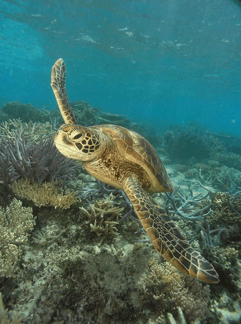 Big Cat Green Island Reef Cruises - Attractions Brisbane 2