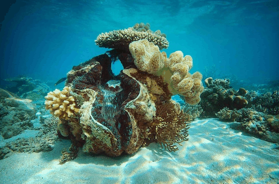 Big Cat Green Island Reef Cruises - Attractions Brisbane 3