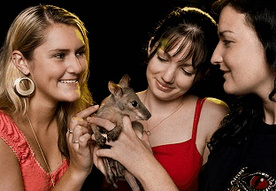 Cairns Night Zoo - Attractions Brisbane 1