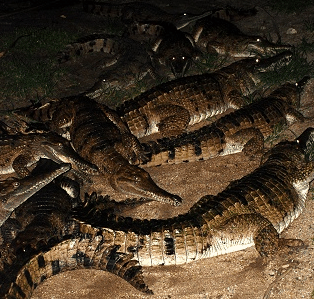 Cairns Night Zoo - Attractions Brisbane 3