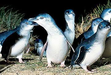 Bunyip Tours - Attractions Brisbane 4