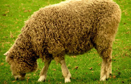 Collingwood Children's Farm - Attractions Brisbane 3