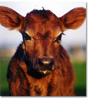 Chesterfield Farm - Attractions Brisbane 1