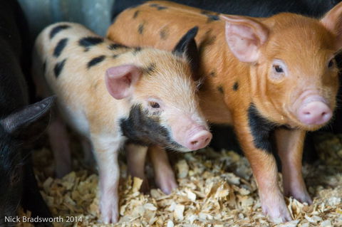 Chesterfield Farm - Attractions Brisbane 4