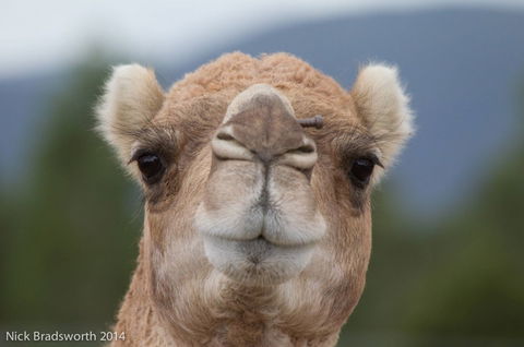 Chesterfield Farm - Attractions Brisbane 5