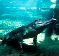 WILD LIFE Sydney Zoo - Attractions Brisbane