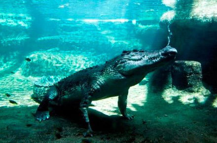 WILD LIFE Sydney Zoo - Attractions Brisbane 0