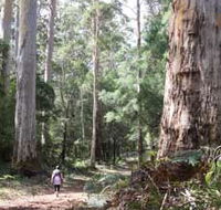 Warren River Loop Walk - Attractions Brisbane