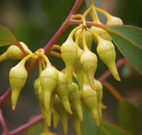 Mount Short Scenic Drive - Attractions Brisbane