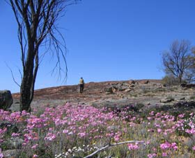 Talgomine Reserve - Attractions Brisbane 0