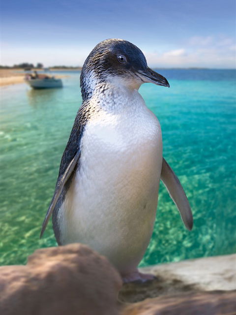 Penguin Island - Attractions Brisbane 0