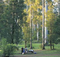 Big Brook Arboretum - Attractions Brisbane