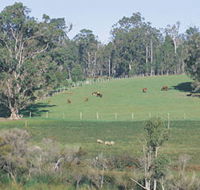 Scenic Drives - Bunbury Collie Donnybrook - Attractions Brisbane