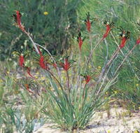 Kalbarri Wildflower Centre - Attractions Brisbane