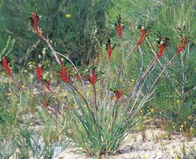 Kalbarri Wildflower Centre - Attractions Brisbane 0