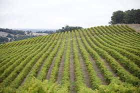 Dardanup WA Attractions Brisbane