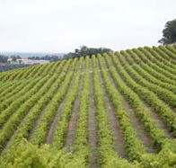 Willow Bridge Estate - Attractions Brisbane