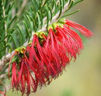 Ethel Daw Scenic Drive - Attractions Brisbane