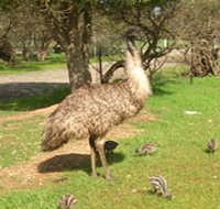 Minlaton Fauna Park - Attractions Brisbane