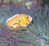 Rowley Shoals - Attractions Brisbane