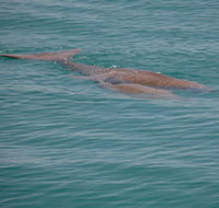 Dugongs - Attractions Brisbane