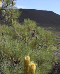 Lesueur Walk Trail Mount Lesueur