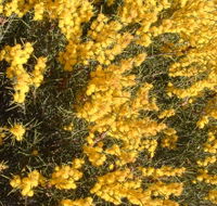 Dalwallinu Remnant Bushland - Attractions Brisbane