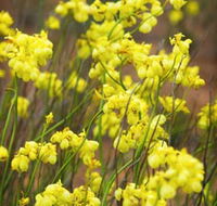 Mount Madden Scenic Drive - Attractions Brisbane