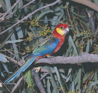 King River - Attractions Brisbane