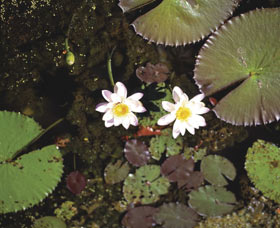 Parry Lagoons Nature Reserve - Attractions Brisbane 0