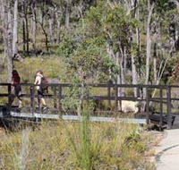 Forest Path Crooked Brook - Attractions Brisbane