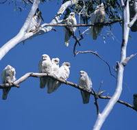 Carawine Gorge - Attractions Brisbane
