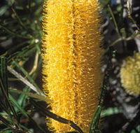 Moore River National Park - Attractions Brisbane