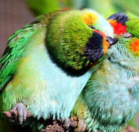 Rainbow Jungle - The Australian Parrot Breeding Centre - Attractions Brisbane
