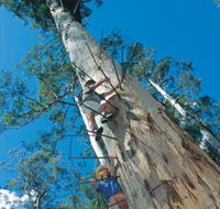Dave Evans Bicentennial Tree - Attractions Brisbane