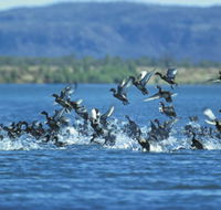 Ord River - Attractions Brisbane