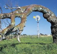 Greenough Leaning Trees - Attractions Brisbane