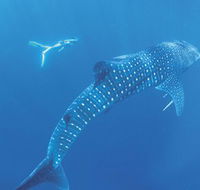 Ningaloo Marine Park - Attractions Brisbane