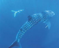 Ningaloo Marine Park