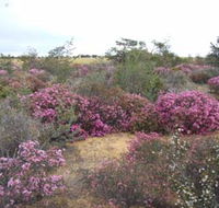 Reynoldson's Flora Reserve - Attractions Brisbane
