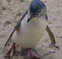 Penguin Island Boardwalks and Walk Trail - Attractions Brisbane