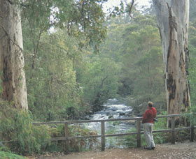 Cascades - Attractions Brisbane 0