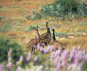 Jurabi Coastal Reserve - Attractions Brisbane 0