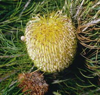 FR Berry Reserve - Attractions Brisbane