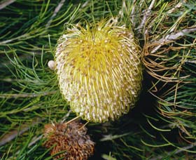 FR Berry Reserve - Attractions Brisbane 0