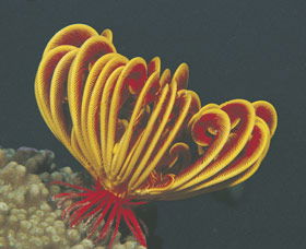 Lighthouse Bay - Attractions Brisbane 0