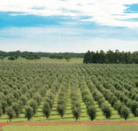 Fini Olives - Attractions Brisbane