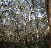 Boranup Karri Forest - Attractions Brisbane